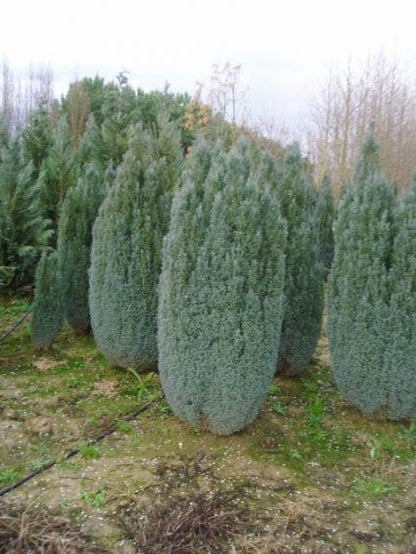  Cypres (Chamaecyparis Lawsoniana 'Ellwoodii')