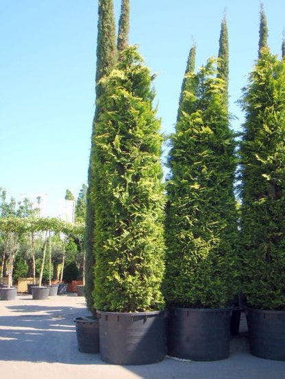  Gele Haagconifeer (Chamaecyparis Lawsoniana 'Ivonne')