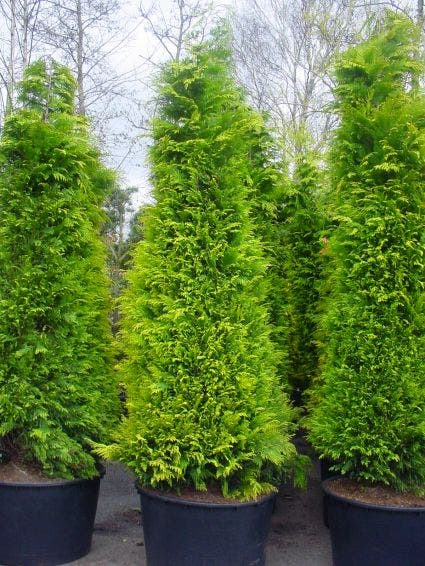  Gele Haagconifeer (Chamaecyparis Lawsoniana 'Stardust')