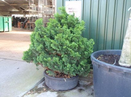  Dwergcypres (Chamaecyparis Obtusa 'Nana Gracilis')