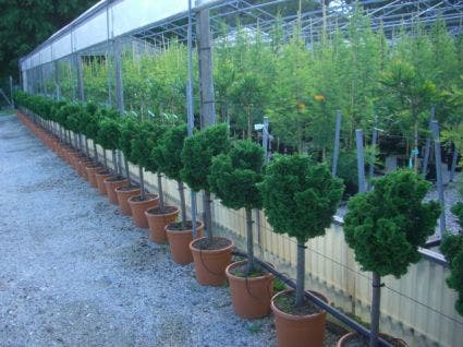  Dwergcypres Op Stam (Chamaecyparis Obtusa 'Nana Gracilis') 