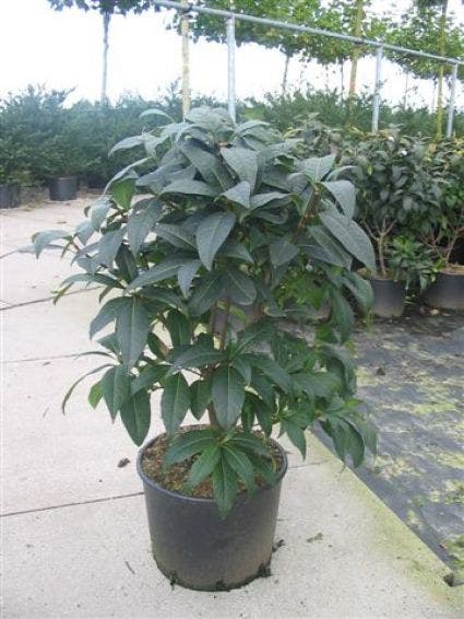 Sneeuwvlokkenstruik (Chionanthus Virginicus)