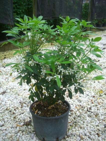  Choisya (Choisya Ternata)