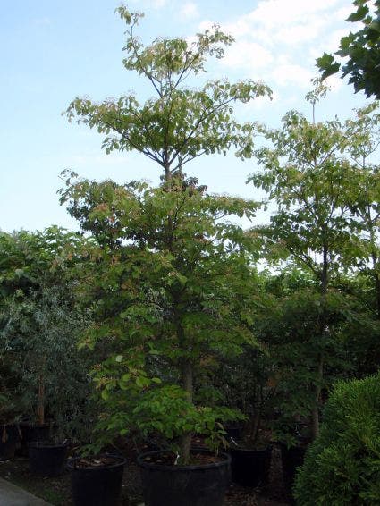  Reuzenkornoelje (Cornus Controversa)