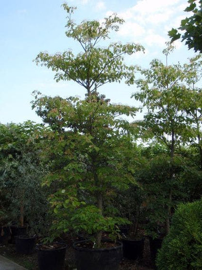  Reuzenkornoelje (Cornus Controversa)