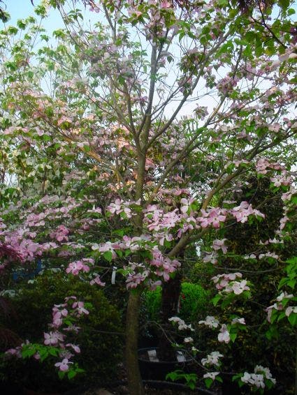  Amerikaanse Kornoelje (Cornus Florida 'Rubra')