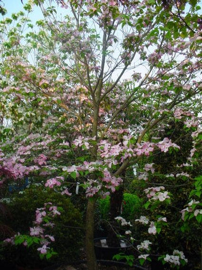  Amerikaanse Kornoelje (Cornus Florida 'Rubra')