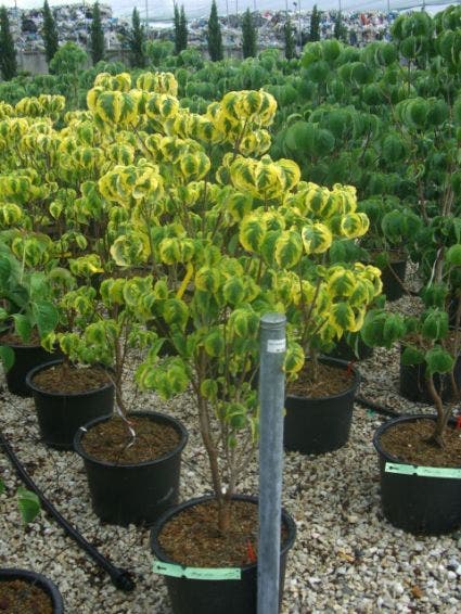 Kornoelje Op Stam (Cornus Florida 'Rainbow')