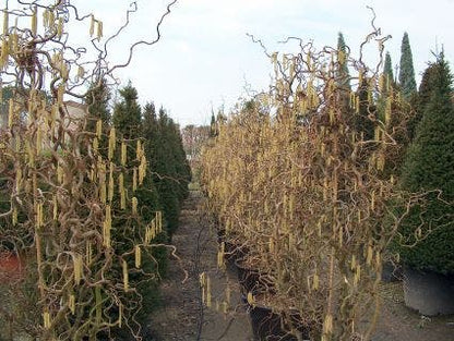  Kronkelhazelaar (Corylus Avellana 'Contorta')