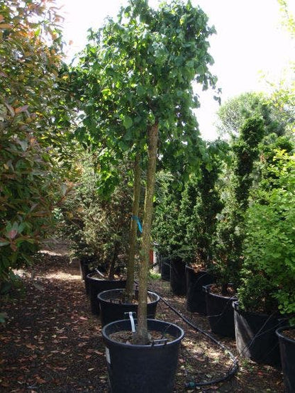  Kronkelhazelaar Als Boom (Corylus Avellana 'Contorta')