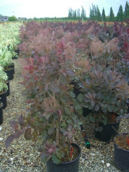  Pruikenboom (Cotinus 'Grace')