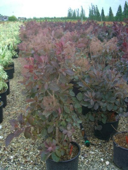  Pruikenboom (Cotinus 'Grace')