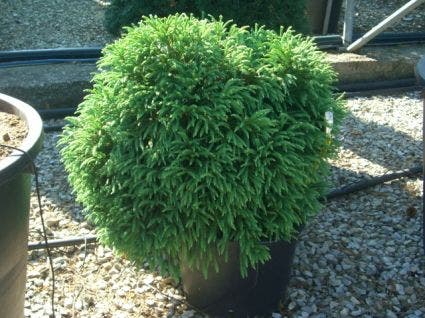  Sikkelden (Cryptomeria Japonica 'Globosa Nana')