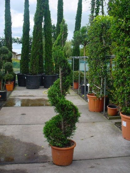  Leylandcipres Als Spiraal (Cupressocyparis Leylandii 'Castlewellan Gold' )