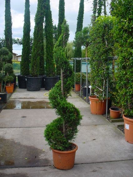  Leylandcipres Als Spiraal (Cupressocyparis Leylandii 'Castlewellan Gold' )