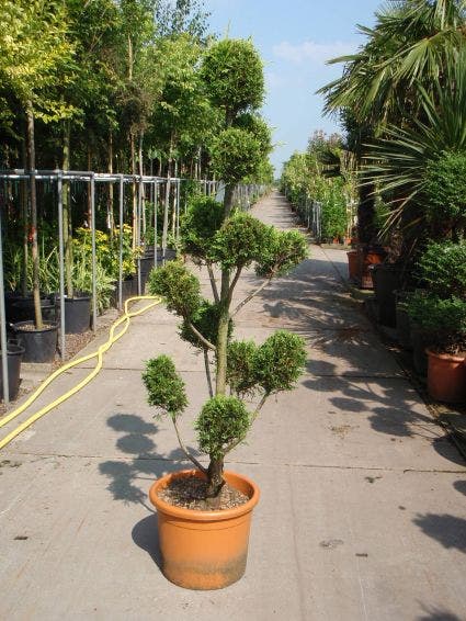  Cupressocyparis Als Pompon (Cupressocyparis Leylandii 'Castlewellan Gold' )