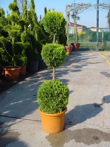  Cupressocyparis, Triobol (Cupressocyparis Leylandii 'Castlewellan Gold')