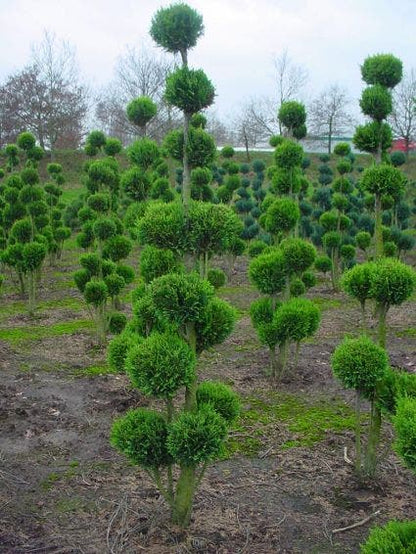  Cupressocyparis Als Bonsai (Cupressocyparis Leylandii 'Gold Rider')