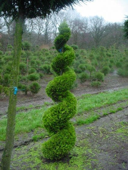  Cupressocyparis Als Spiraal (Cupressocyparis Leylandii 'Gold Rider')