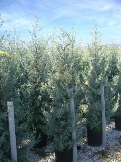  Cipres (Cupressus Arizonica 'Glauca')