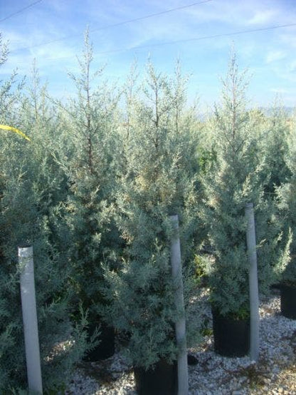  Cipres (Cupressus Arizonica 'Glauca')