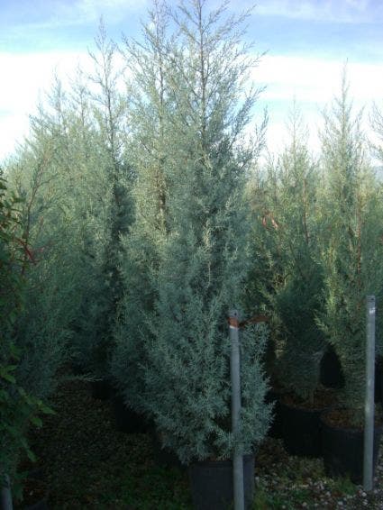  Cipres (Cupressus Arizonica 'Glauca')