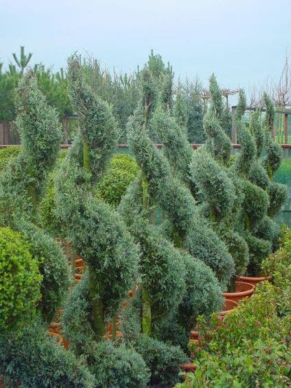  Cipres Als Spiraal (Cupressus Arizonica 'Glauca')