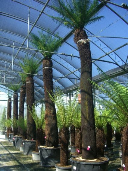  Grote Boomvaren (Dicksonia Antarctica)