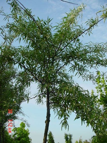  Smalbladige Olijfwilg Als Boom (Elaeagnus Angustifolia)