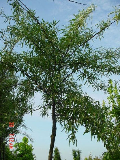  Smalbladige Olijfwilg Als Boom (Elaeagnus Angustifolia)