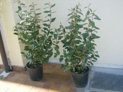  Olijfwilg (Elaeagnus Ebbingei)