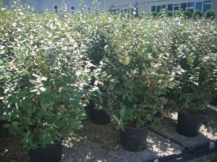  Olijfwilg (Elaeagnus Ebbingei)