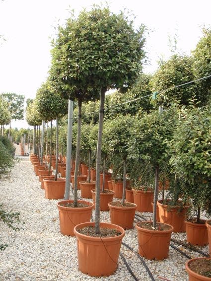  Olijfwilg Als Boom (Elaeagnus Ebbingei)