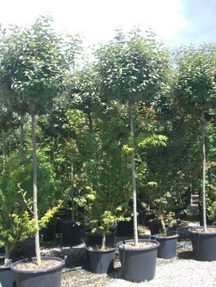  Olijfwilg Als Boom (Elaeagnus Pungens 'Maculata')