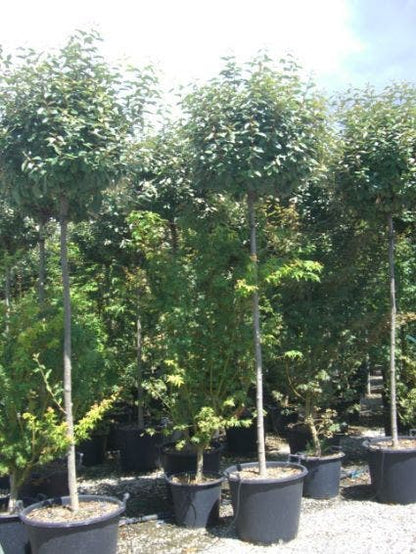  Olijfwilg Als Boom (Elaeagnus Pungens 'Maculata')