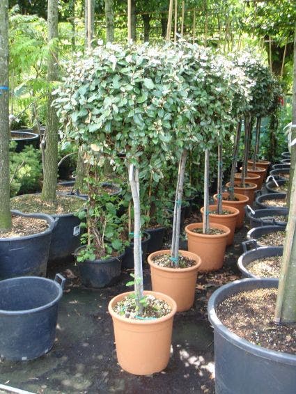  Olijfwilg Op Stam (Elaeagnus Ebbingei)