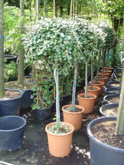  Olijfwilg Op Stam (Elaeagnus Ebbingei)