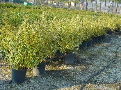  Bontbladige Olijfwilg (Elaeagnus Ebbingei 'Gilt Edge')