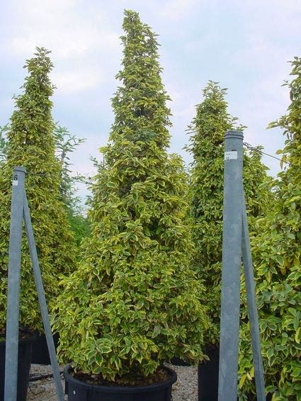  Bontbladige Olijfwilg (Elaeagnus Ebbingei 'Gilt Edge')
