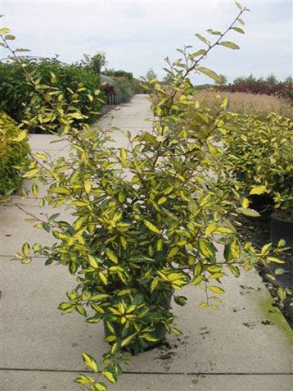  Olijfwilg (Elaeagnus Pungens 'Maculata')