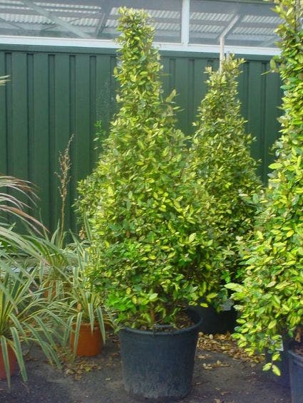  Olijfwilg (Elaeagnus Pungens 'Maculata')