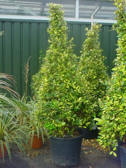  Olijfwilg (Elaeagnus Pungens 'Maculata')