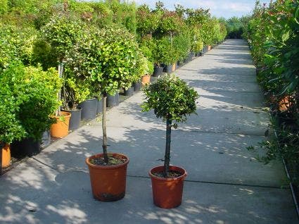  Olijfwilg Op Stam (Elaeagnus Pungens 'Maculata')