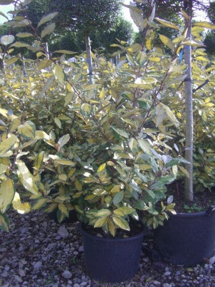  Olijfwilg (Elaeagnus Ebbingei 'Elaeador')