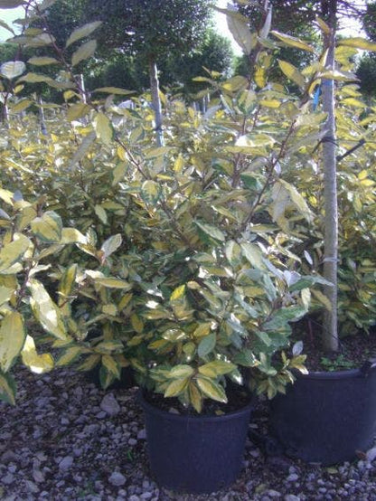  Olijfwilg (Elaeagnus Ebbingei 'Elaeador')