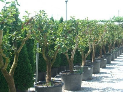  Kaki (Diospyros Kaki)