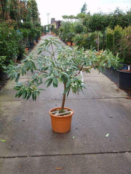 Papierstruik (Edgeworthia Chrysantha)
