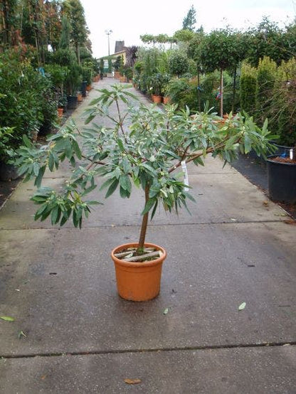  Papierstruik (Edgeworthia Chrysantha)