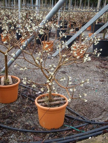  Papierstruik (Edgeworthia Chrysantha)
