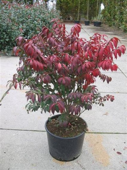  Kardinaalshoed (Euonymus Alatus 'Compactus')